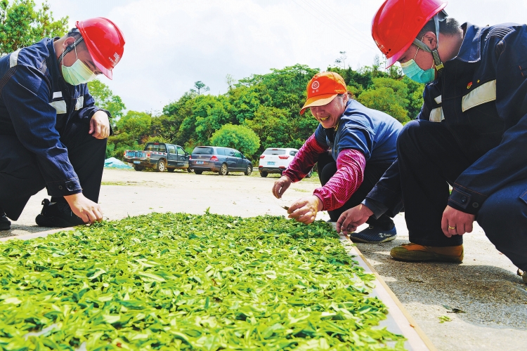 廣東臺山供電局保障茶農茶企用電無憂