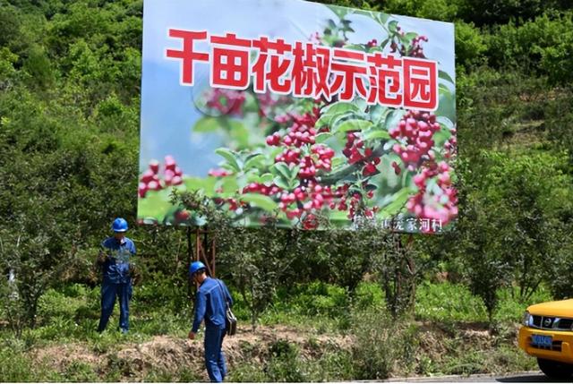 國網(wǎng)鳳縣供電公司當好電力保障排頭兵 助力唐藏椒飄香