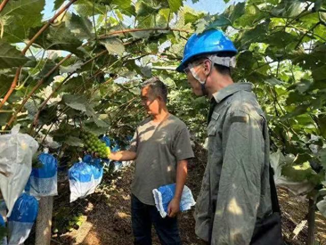 國網(wǎng)汝州市供電公司電力助豐收 葡萄滿園香